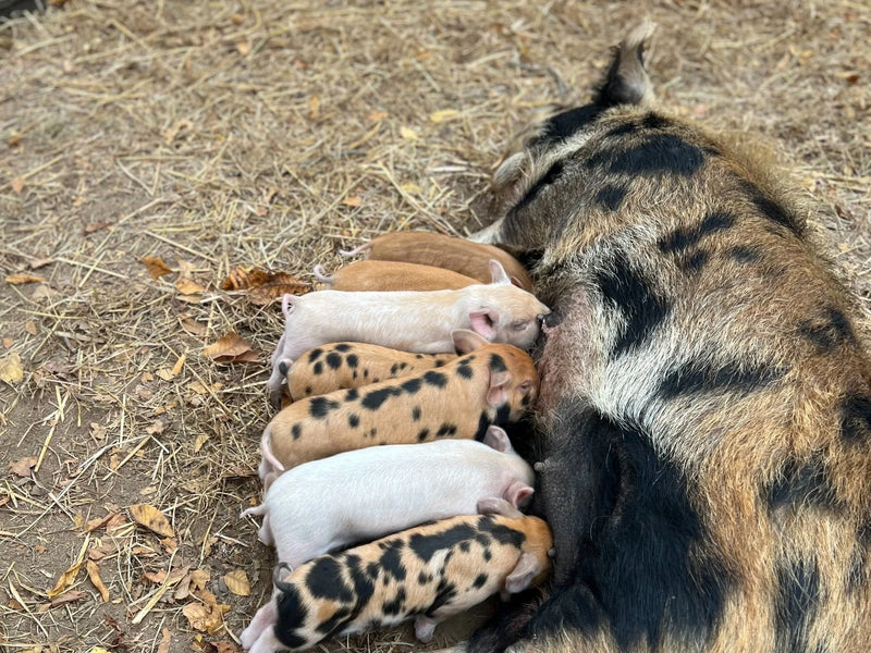 Livestock